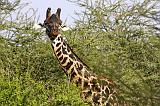 TANZANIA - Lake Manyara National Park - 42